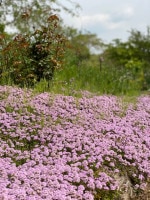 ロンギカウリス タイム ハーブ苗 グランドカバー ハーブ苗 タイム バラとハーブの専門ショップ 大神 おおが ファーム