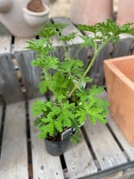 ローズゼラニウム ハーブ苗 蚊取り草 虫除け 12cmポット 高さ30 40cm ハーブ苗 ゼラニウム バラとハーブの専門ショップ 大神 おおが ファーム