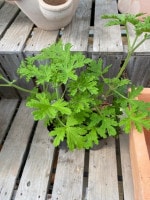 ローズゼラニウム ハーブ苗 蚊取り草 虫除け 12cmポット 高さ30 40cm ハーブ苗 ゼラニウム バラとハーブの専門ショップ 大神 おおが ファーム