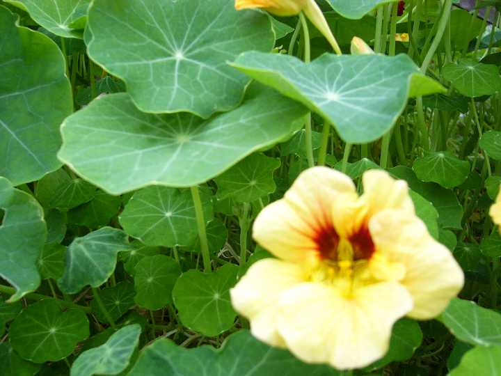 ナスタチウム（ナスタチューム） 赤・黄・オレンジ3本セット