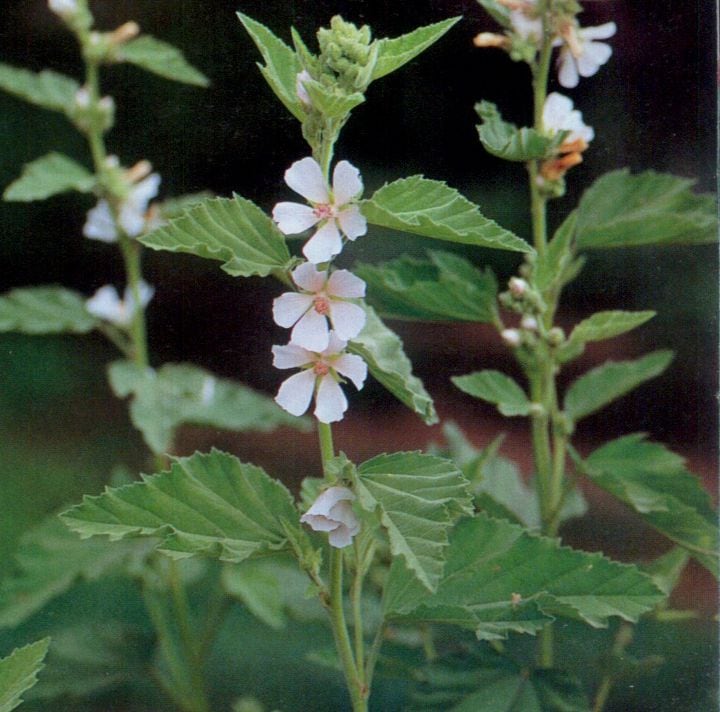 マーシュ・マロウ　ハーブ苗