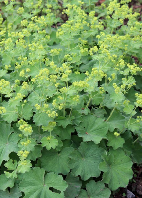 レディース マントル アルケミラ モリス ハーブ苗 ハーブ苗 ラ行 バラとハーブの専門ショップ 大神 おおが ファーム