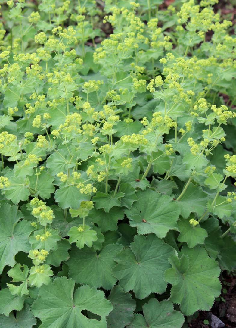 レディース・マントル（アルケミラ・ウルガリス）　ハーブ苗　10.5cmポット