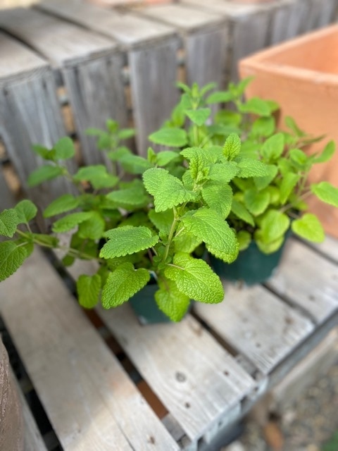 R様☆メリッサ(レモンバーム)2本 ネロリ ジャスミン R様☆メリッサ