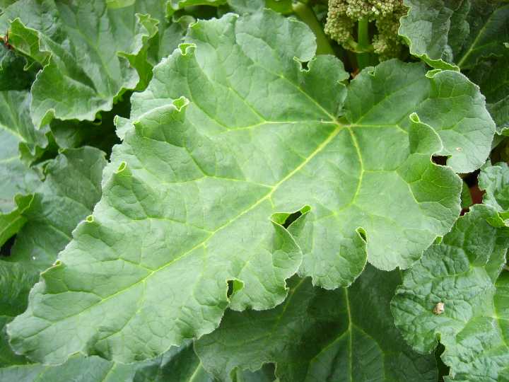 ルバーブ ハーブ苗 料理用 ジャム用 タルト用 食用ダイオウ | ハーブ苗