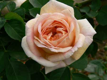 アルキミスト 大苗予約 7号鉢植え バラ苗 Alchymist オレンジ つるバラ アーチ フェンス オールドローズ バラ苗 つるバラ クライミングローズ バラとハーブの専門ショップ 大神 おおが ファーム アルキミスト 大苗予約 7号鉢植え バラ苗 Alchymist オレンジ つるバラ アーチ フェンス オールドローズ バラ苗 つるバラ クライミングローズ バラとハーブの専門ショップ 大神 おおが ファーム