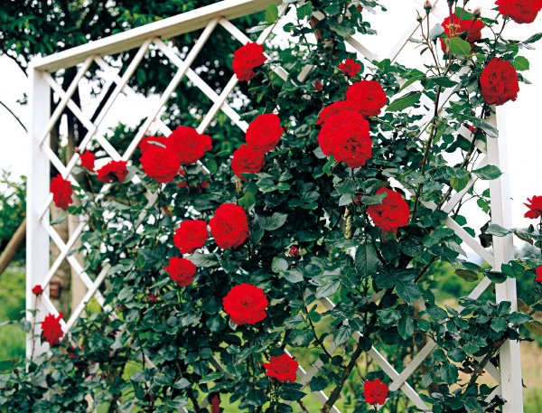 ウルメール・ムーンスター（大苗予約）7号鉢植え バラ苗 赤 つるバラ