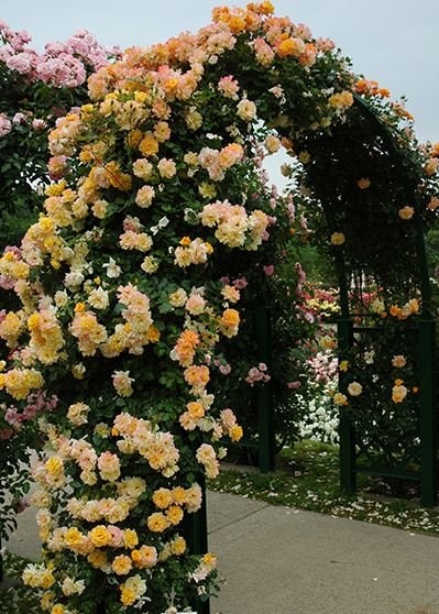 サハラ'98（大苗）7号鉢植え バラ苗 Sahara'98 オレンジ 四季咲き つる