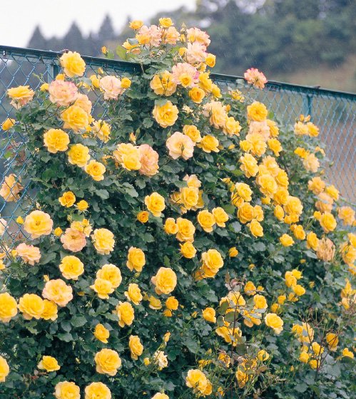 サハラ'98（大苗）7号鉢植え バラ苗 Sahara'98 オレンジ 四季咲き つる