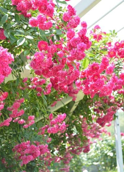 スーパーエクセルサ（大苗予約）7号鉢植え バラ苗 Super Ecelsa ピンク