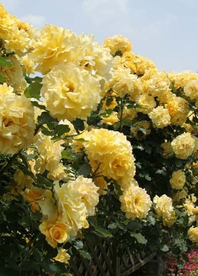 つるゴールドバニー（大苗予約）7号鉢植え バラ苗 Gold banny 黄色