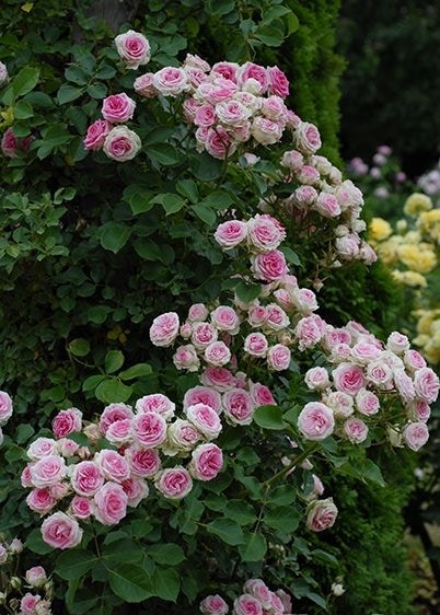 ミミエデン様 生花】SPバラ ミミエデン(ピンク×白)30〜40cm程度【IT-23】 - 花材通販