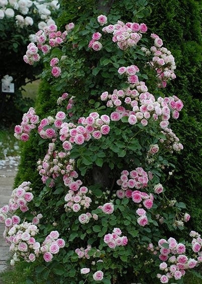 ミミ様確認用　バラ　苗 楽天市場】バラ 苗 ミミの通販