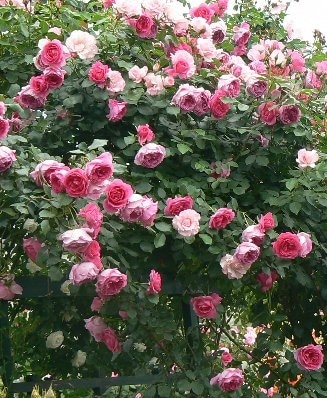 バラ超特大苗　つるバラ　パレード　濃ローズピンク　大輪　ロゼット咲　四季咲き バラ超特大苗 つるバラ パレード 濃ローズピンク 大輪 ロゼット咲