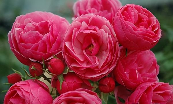 ポンポネッラ（大苗予約）7号鉢植え バラ苗 《農林水産省 登録品種