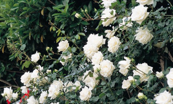 新雪（大苗予約）7号鉢植え バラ苗 白 四季咲き 大輪 耐病性あり