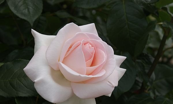マイガーデン（大苗予約）7号鉢植え バラ苗 《農林水産省 登録