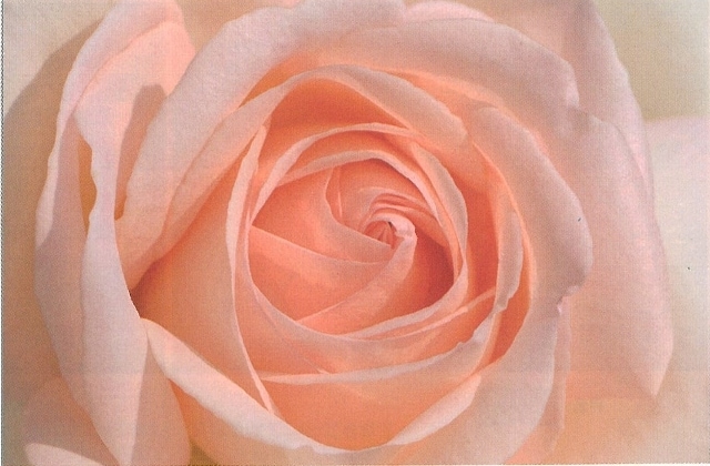 マイガーデン（大苗）7号鉢植え バラ苗 《農林水産省 登録品種