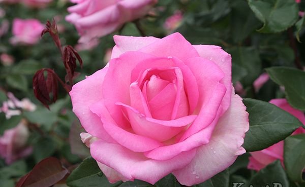 ビバリー（大苗予約）7号鉢植え バラ苗 《農林水産省 登録品種