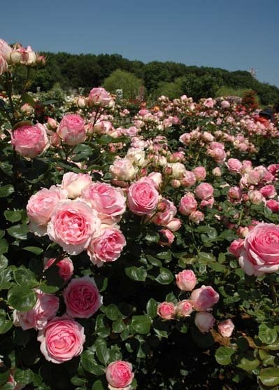 バラ苗 切り花 7号鉢 四季咲き 花
