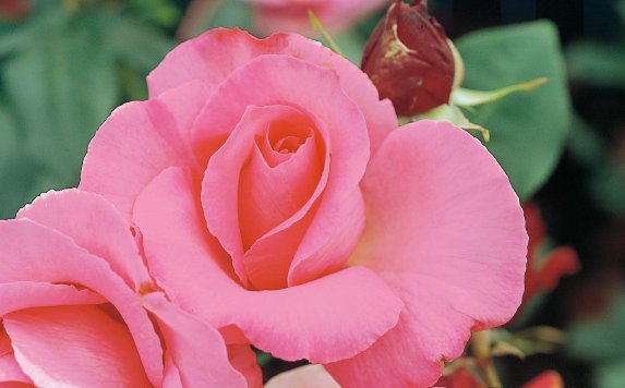 ザ・マッカートニー・ローズ（大苗予約）7号鉢植え バラ苗 四季咲き