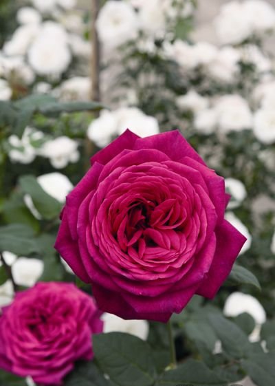 ゲーテ・ローズ（大苗予約）7号鉢植え バラ苗 《農林水産省 登録品種