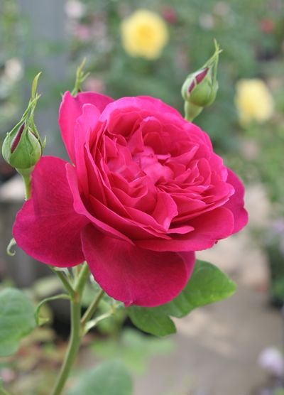 ゲーテ・ローズ（大苗予約）7号鉢植え バラ苗 《農林水産省 登録品種