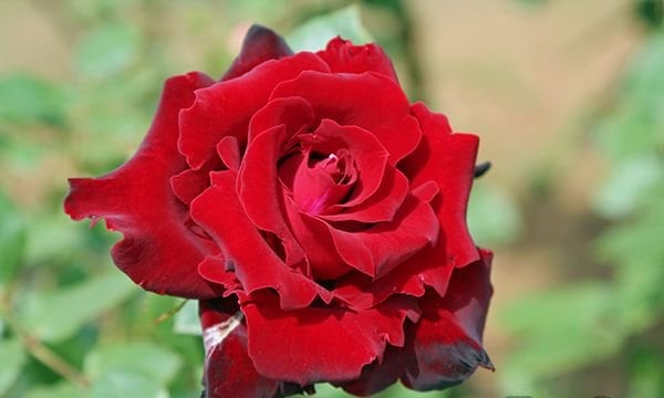 ベルサイユのばら（大苗）7号鉢植え バラ苗 《農林水産省 登録品種