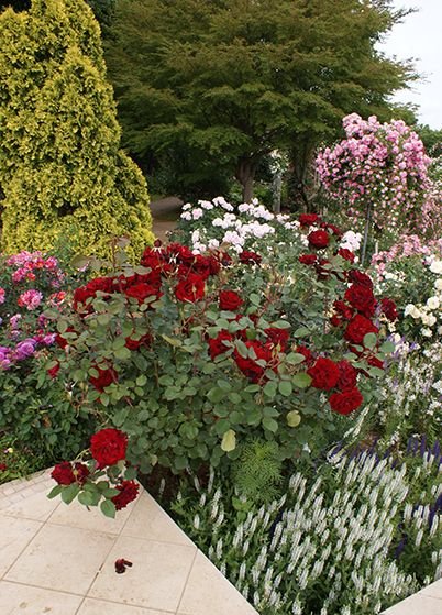 ベルサイユのばら（大苗）7号鉢植え バラ苗 《農林水産省 登録品種