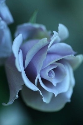 オンディーナ（大苗）7号鉢植え バラ苗 《契約品種》 四季咲き中輪房