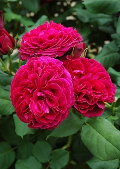 アストリット・Ｇ.Ｖ.・ハルデンベルク（大苗予約）7号鉢植え　バラ苗　　四季咲き大輪系（ハイブリッドティーローズ）