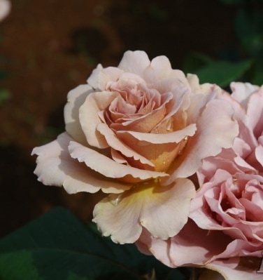 カフェ・ラテ（大苗予約）7号鉢植え バラ苗 《農林水産省 登録品種