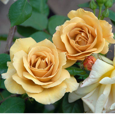 ハニーディジョン（大苗予約）7号鉢植え バラ苗 四季咲き大輪系