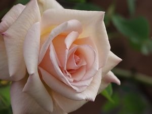 オフェーリア（大苗予約）7号鉢植え　バラ苗　　四季咲き大輪系（ハイブリッドティーローズ）