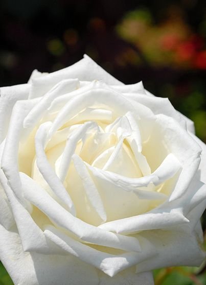 ヨハネ・パウロ II 世 ヨハネ・パウロ二世 | カトリック中央協議会