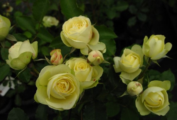 クリーミー・エデン（大苗予約）7号鉢植え　バラ苗　《農林水産省 登録品種》　四季咲き中輪房咲き系（フロリバンダローズ）スプレー咲き