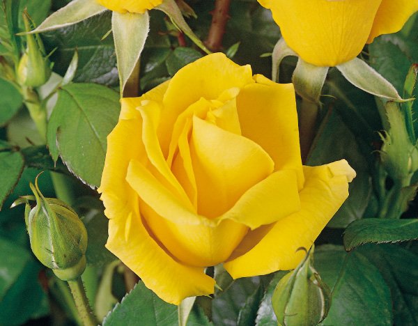 ゴールドリーフ（大苗）7号鉢植え　バラ苗　　四季咲き中輪房咲き系（フロリバンダローズ）スプレー咲き