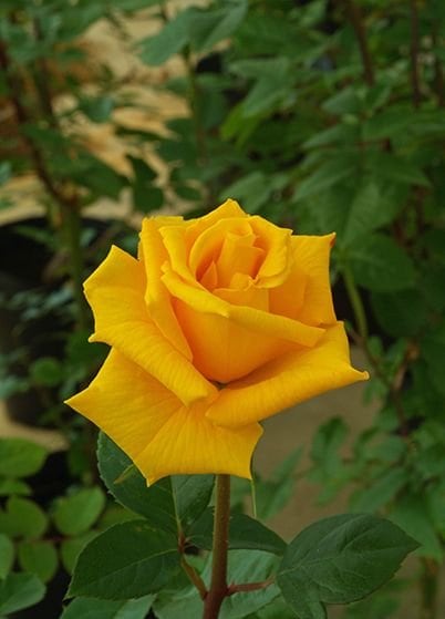 ゴールドリーフ（大苗予約）7号鉢植え バラ苗 四季咲き中輪房咲き系