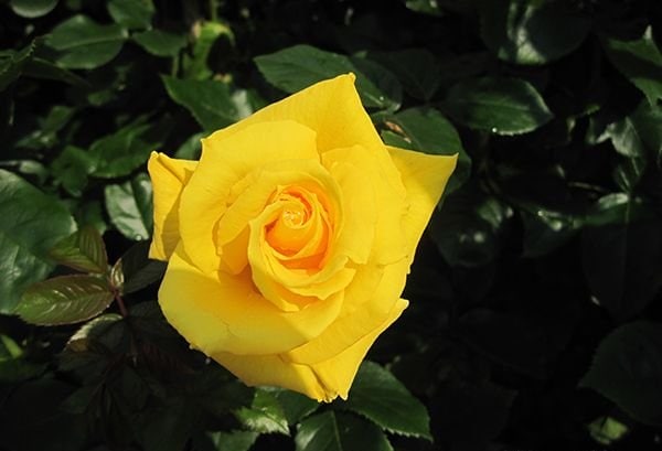 オーダー受付　黄薔薇　わんこ　ご予約ページ　1/4 ゴールドリーフ（大苗予約）7号鉢植え バラ苗 四季咲き中輪房咲き系
