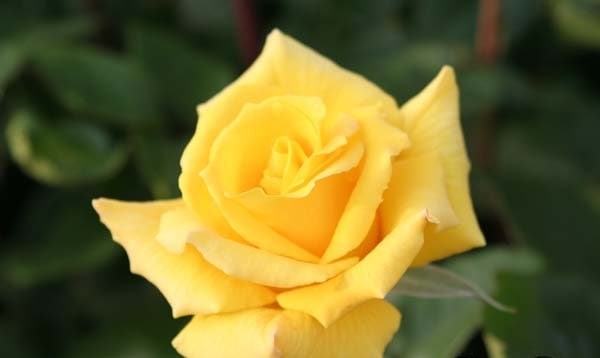 ゴールドリーフ（大苗予約）7号鉢植え バラ苗 四季咲き中輪房咲き系