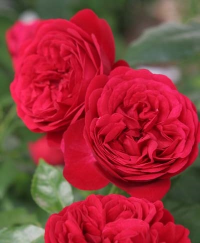 ジークフリート（大苗予約）7号鉢植え バラ苗 《農林水産省 登録品種