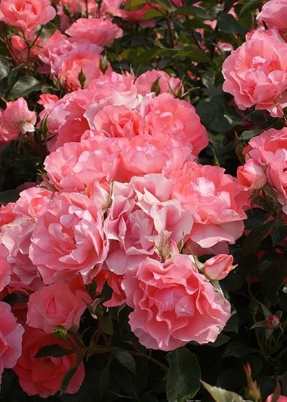 ジャルダン・ドゥ・フランス（大苗予約）7号鉢植え バラ苗 四季咲き中