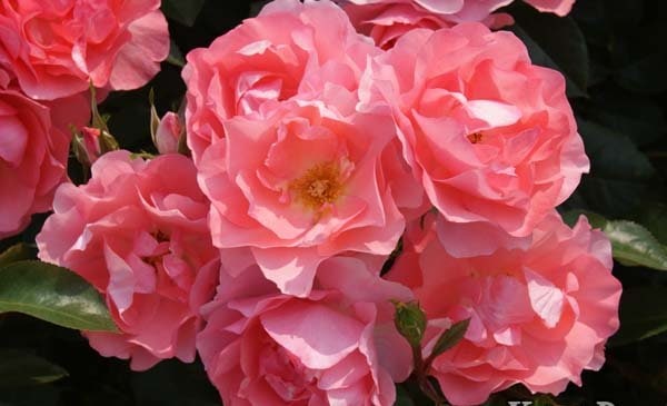 ジャルダン・ドゥ・フランス（大苗予約）7号鉢植え バラ苗 四季咲き中