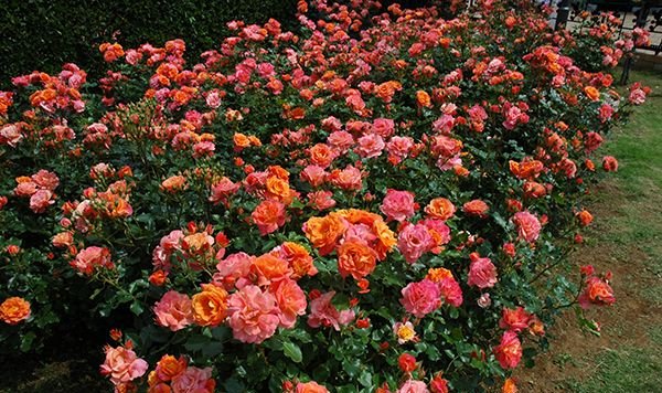 ディズニーランドローズ（大苗）7号鉢植え バラ苗 《農林水産省 登録