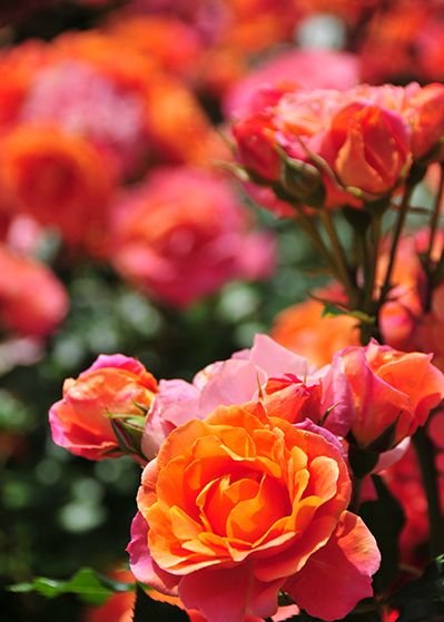 美品♡¥83,600 DAISY LIN\