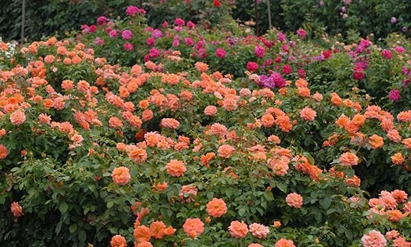 バラ　大苗 ビブ・レ・バカンス！（大苗）7号鉢植え バラ苗 《農林水産省 登録品種