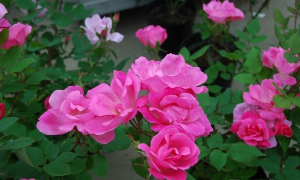 お値下げ❀いおり 庵 バラ苗 四季咲き 小中輪 希少 お値下げ❀いおり 庵 バラ苗 四季咲き 小中輪 希少 バラ苗 ローズ