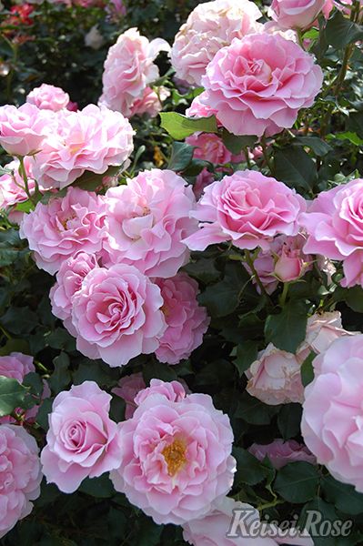 ピンク・フレンチレース（大苗） 7号鉢植え バラ苗 四季咲き中輪房咲き