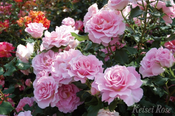 ピンク・フレンチレース（大苗） 7号鉢植え バラ苗 四季咲き中輪房咲き