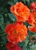 プリンセス・ミチコ（大苗予約）7号鉢植え　バラ苗　　四季咲き中輪房咲き系（フロリバンダローズ）スプレー咲き
